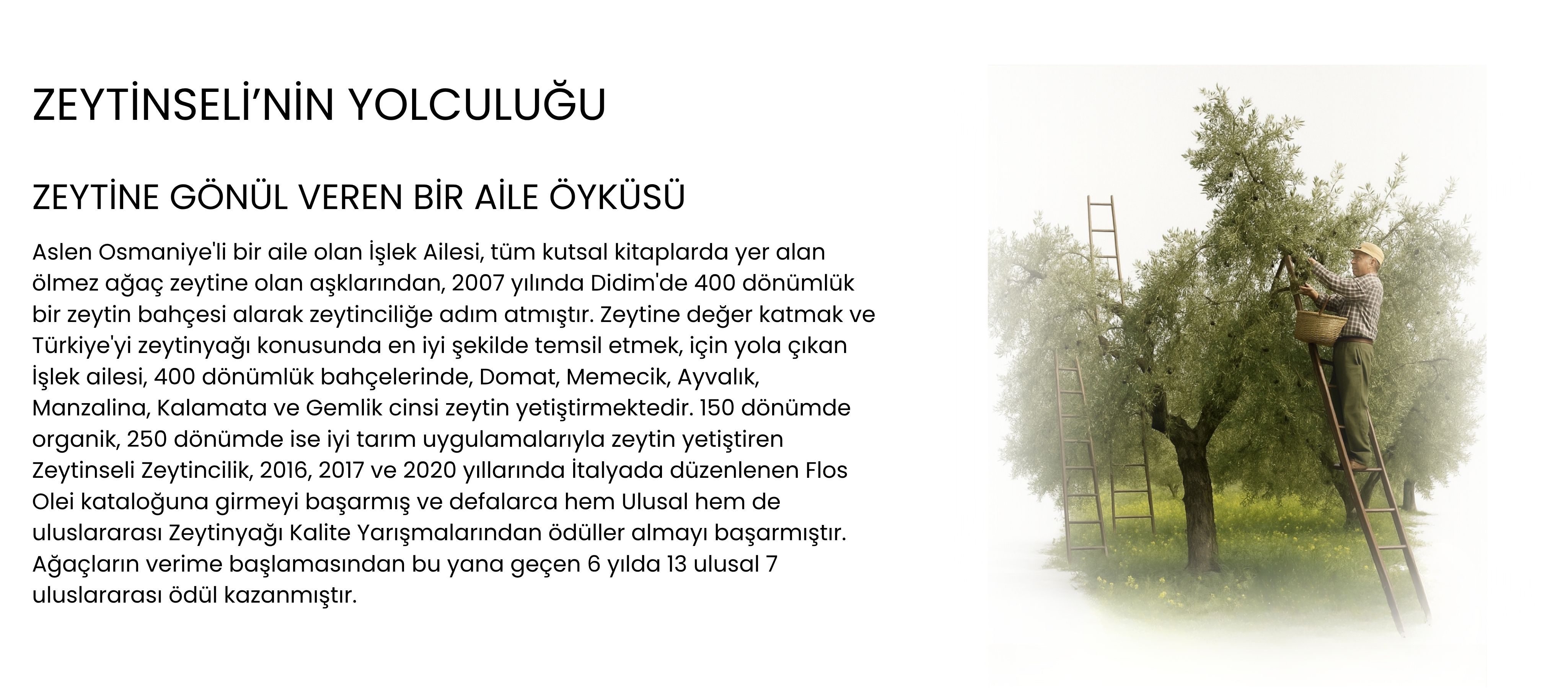 ZEYTİNE GÖNÜL VEREN BİR AİLE ÖYKÜSÜ Aslen Osmaniye'li bir aile olan İşlek Ailesi, tüm kutsal kitaplarda yer alan ölmez ağaç zeytine olan aşklarından, 2007 yılında Didim'de 400 dönümlük bir zeytin bahçesi alarak zeytinciliğe adım atmıştır. Zeytine değer katmak ve Türkiye'yi zeytinyağı konusunda en iyi şekilde temsil etmek, için yola çıkan İşlek ailesi, 400 dönümlük bahçelerinde, Domat, Memecik, Ayvalık, Manzalina, Kalamata ve Gemlik cinsi zeytin yetiştirmektedir. 150 dönümde organik, 250 dönümde ise iyi tarım uygulamalarıyla zeytin yetiştiren Zeytinseli Zeytincilik, 2016, 2017 ve 2020 yıllarında İtalyada düzenlenen Flos Olei kataloğuna girmeyi başarmış ve defalarca hem Ulusal hem de uluslararası Zeytinyağı Kalite Yarışmalarından ödüller almayı başarmıştır. Ağaçların verime başlamasından bu yana geçen 6 yılda 13 ulusal 7 uluslararası ödül kazanmıştır.