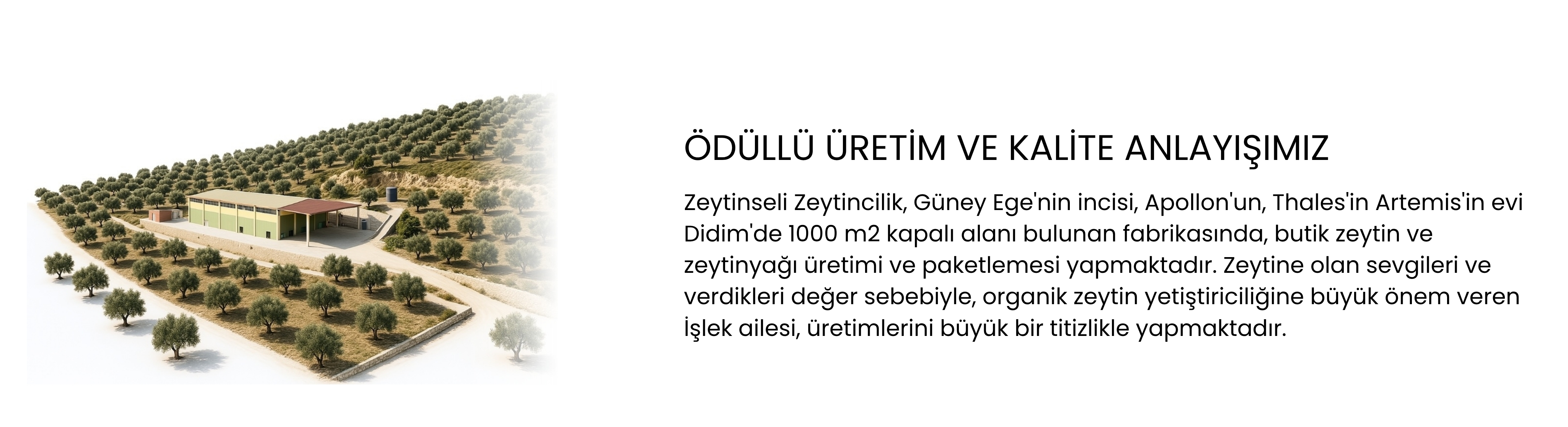 Zeytinseli Zeytincilik, Güney Ege'nin incisi, Apollon'un, Thales'in Artemis'in evi Didim'de 1000 m2 kapalı alanı bulunan fabrikasında, butik zeytin ve zeytinyağı üretimi ve paketlemesi yapmaktadır. Zeytine olan sevgileri ve verdikleri değer sebebiyle, organik zeytin yetiştiriciliğine büyük önem veren İşlek ailesi, üretimlerini büyük bir titizlikle yapmaktadır.