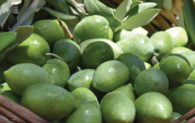 Memecik Zeytinyağı Seçerken Nelere Dikkat Edilmeli?