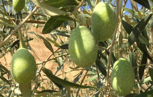 Domat Zeytini Nedir? Özellikleri, Faydaları ve Yetiştiği Bölgeler