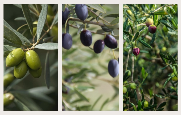 Zeytin Nedir? Zeytin Meyvesi Hakkında Bilmeniz Gerekenler