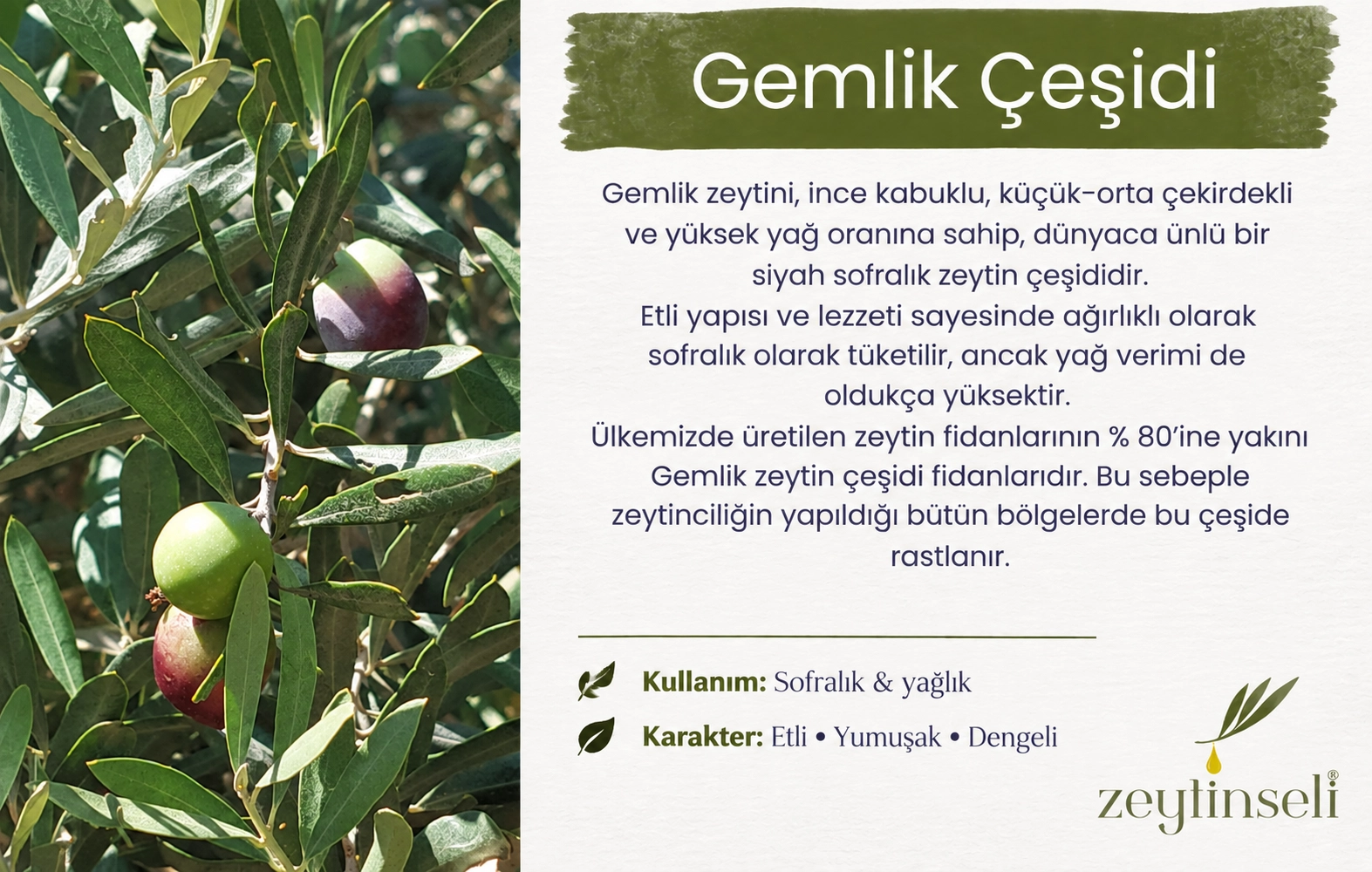 Zeytinseli Erken Hasat Soğuk Sıkım Zeytinyağı 5 lt