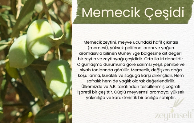 Zeytinseli Aydın Memecik Zeytinyağı Coğrafi İşaretli 2 lt
