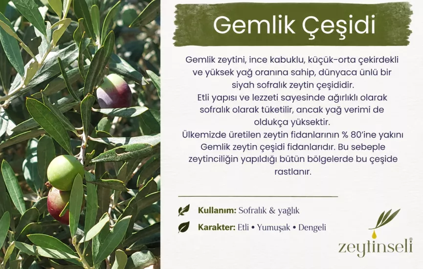 Erken Hasat Soğuk Sıkım Zeytinyağı 5 lt